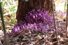 Annuals & Parasites