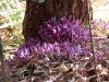 Lathraea clandestina