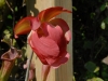 Sarracenia x melanorhoda x stevensii