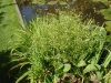 Alisma parviflora