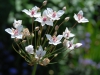 Butomus umbellatus 'Albus'