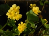 Caltha palustris 'Honeydew'