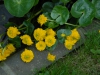Caltha palustris 'Monstrosa Plena'