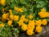 Caltha palustris 'Plena'