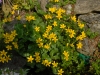 Caltha radicans