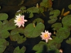 Nymphaea 'Georgia Peach'