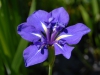 Iris laevigata 'Dorothy'