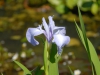Iris laevigata 'Richard Greaney'