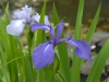 Iris laevigata 'Weymouth Bloe'