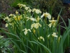 Iris pseudacorus 'Bastardii'