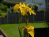 Iris pseudacorus 'Berlin Tiger'