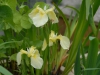 Iris pseudacorus cv