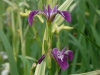 iris-versicolor-kermesena