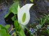 Lysichitum camstchatcensis