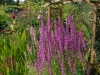 Lythrum salicaria  'Robert'