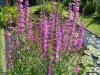 Lythrum salicaria 'Lady Sackville'