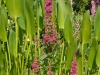 Lythrum salicaria 'Robert'