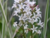 Menyanthes trifoliata (Bog Bean)