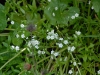 Myosotis palusiris 'Alba'