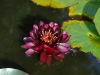 Nymphaea 'Black Princess'