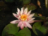 Nymphaea 'Gorgia Peach'