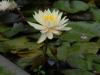 Nymphaea 'Innerlight'