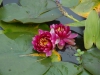 Nymphaea 'Perrys Baby Red'