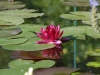 Nymphaea 'Perrys Baby Red'