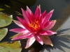 Nymphaea 'Pink Sparkle'