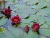 Nymphaea 'William Falconer'