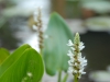 Pontederia cordata 'Alba