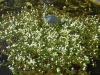 Ranunculus aquatilis