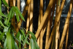 Bamboo