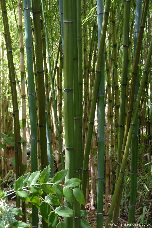Phyllostachys iridescens blue-gray new canes