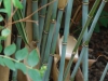 Borinda papyrifera