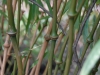Chimonobambusa tumidissinoda