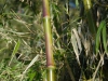 Chusquea gigantea