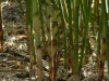 Fargesia robusta 'Red Sheath' new shoots