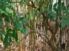 Mahonia nepalensis with Fargesia robusta 'Red Sheath'