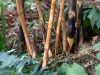 Phyllostachys vivax  'Aureocaulis'