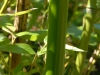 Phyllostachys bambusoides 'Kawadana'