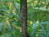 Phyllostachys bambusoides 'Marliacaea'