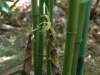 Phyllostachys iridescens