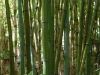 Phyllostachys iridescens blue-gray new canes
