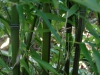 Phyllostachys nigra 'Megurochiku'