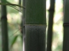 Phyllostachys nigra 'Punctata' new good sized cane