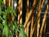 Phyllostachys vivax 'Aureocaulis'