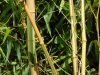 Phyllostachys vivax 'Huanvenzhu Inversa'