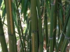 Phyllostachys vivax 'Huangwenzhu'