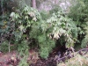 Pseudosasa japonica and Yushania anceps
